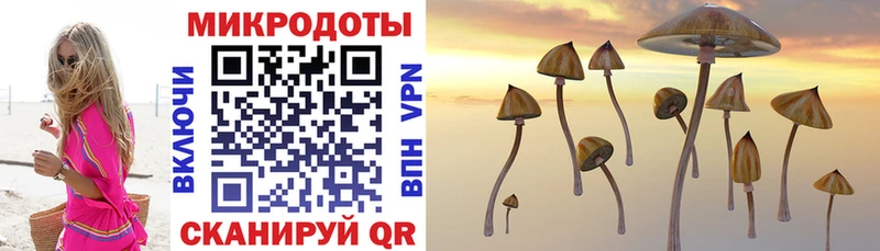 Псилоцибиновые грибы Psilocybine cubensis  Анжеро-Судженск 